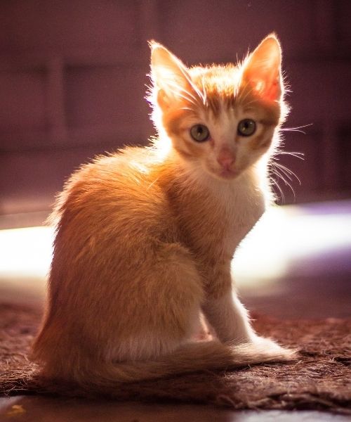 kitten in the sun