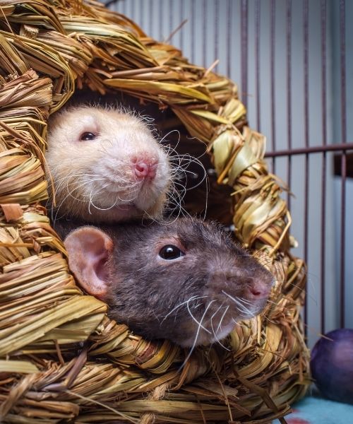 rats in a hut
